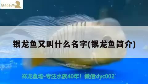 银龙鱼又叫什么名字(银龙鱼简介) 银龙鱼