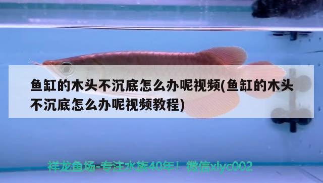 鱼缸的木头不沉底怎么办呢视频(鱼缸的木头不沉底怎么办呢视频教程) 短身红龙鱼