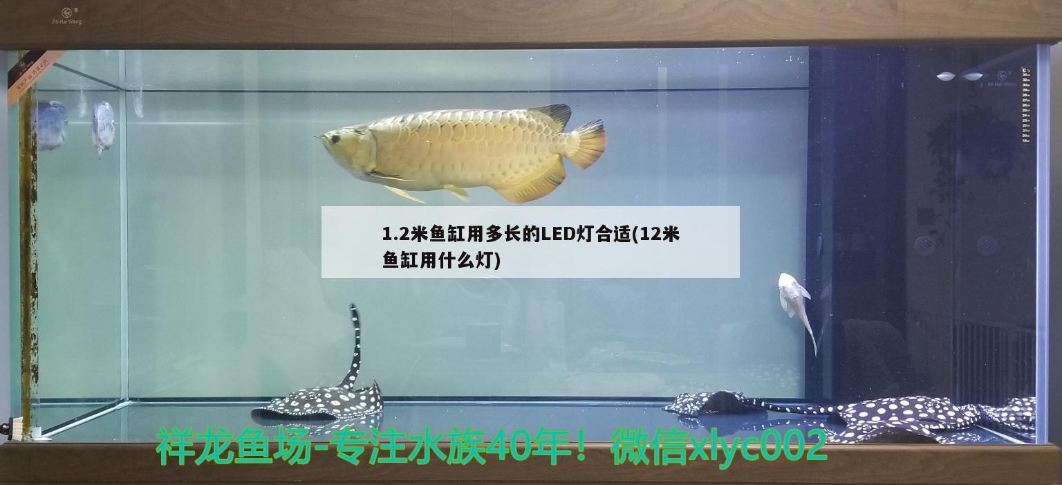 1.2米鱼缸用多长的LED灯合适(12米鱼缸用什么灯)