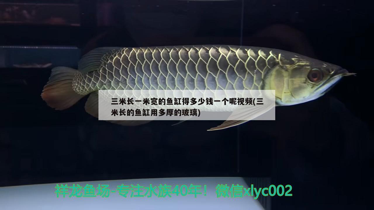 三米长一米宽的鱼缸得多少钱一个呢视频(三米长的鱼缸用多厚的玻璃) 超血红龙鱼