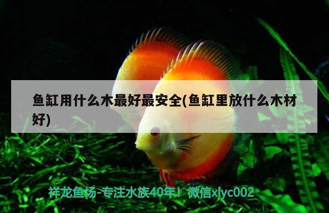 鱼缸用什么木最好最安全(鱼缸里放什么木材好) 熊猫异形鱼L46