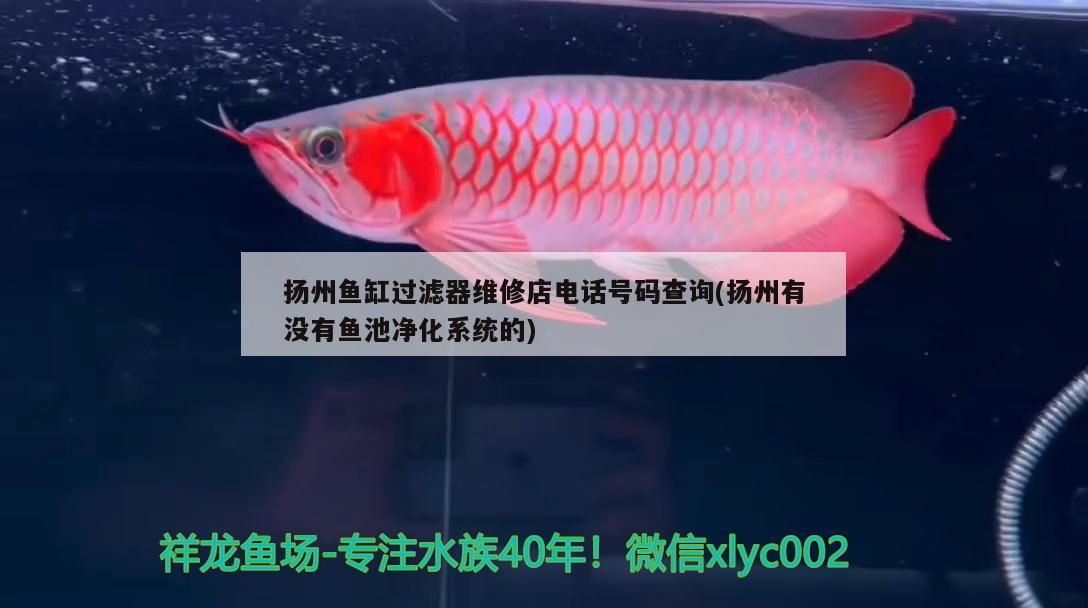 扬州鱼缸过滤器维修店电话号码查询(扬州有没有鱼池净化系统的)