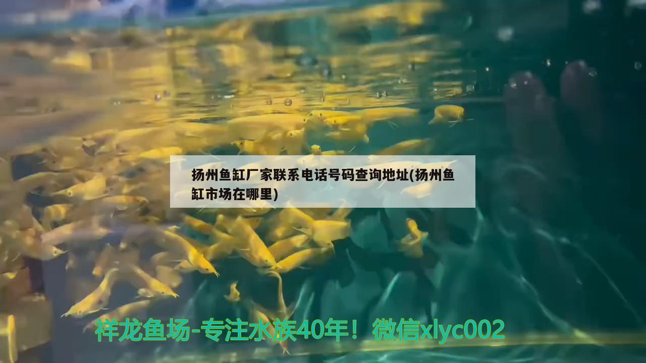 扬州鱼缸厂家联系电话号码查询地址(扬州鱼缸市场在哪里)