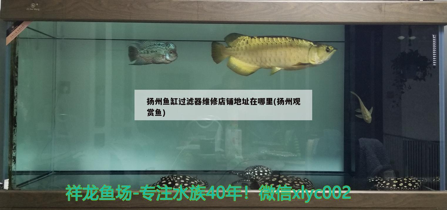 扬州鱼缸过滤器维修店铺地址在哪里(扬州观赏鱼)