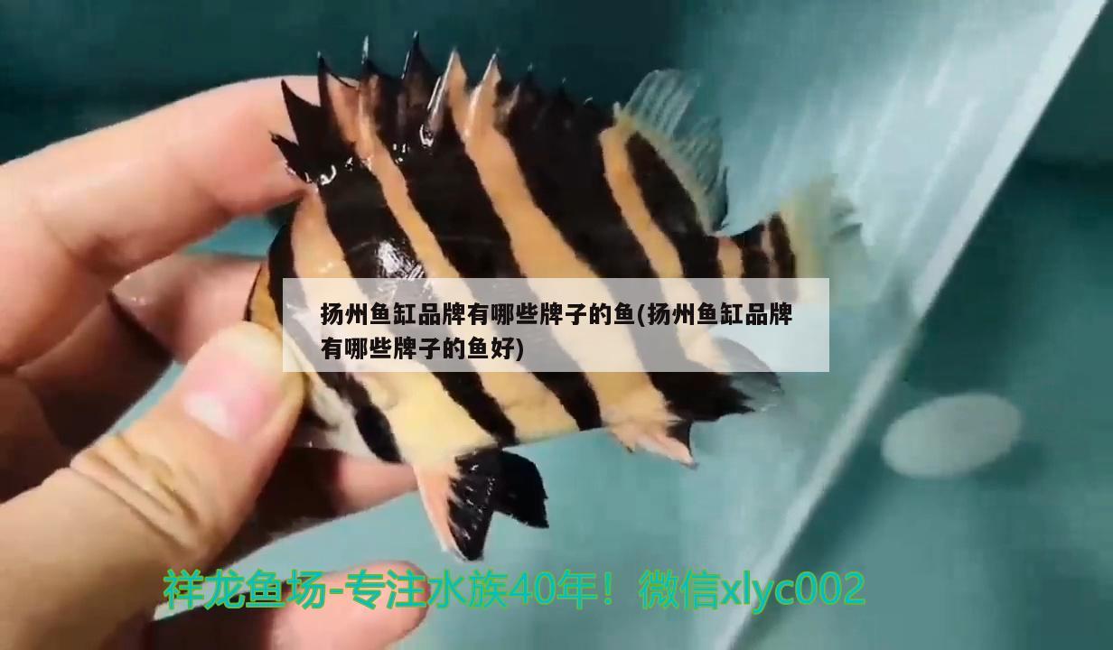 扬州鱼缸品牌有哪些牌子的鱼(扬州鱼缸品牌有哪些牌子的鱼好)