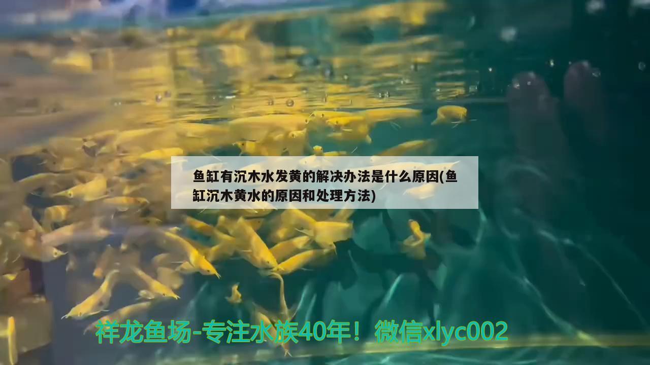 鱼缸有沉木水发黄的解决办法是什么原因(鱼缸沉木黄水的原因和处理方法)