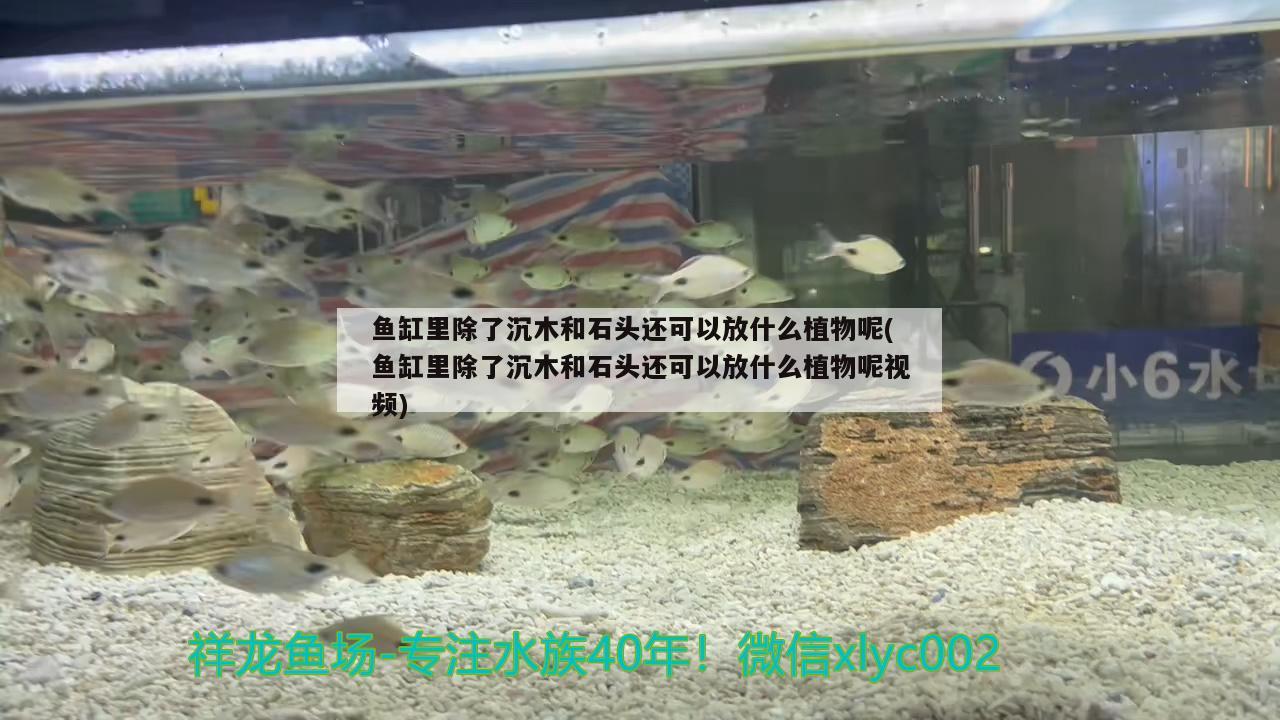 鱼缸里除了沉木和石头还可以放什么植物呢(鱼缸里除了沉木和石头还可以放什么植物呢视频)