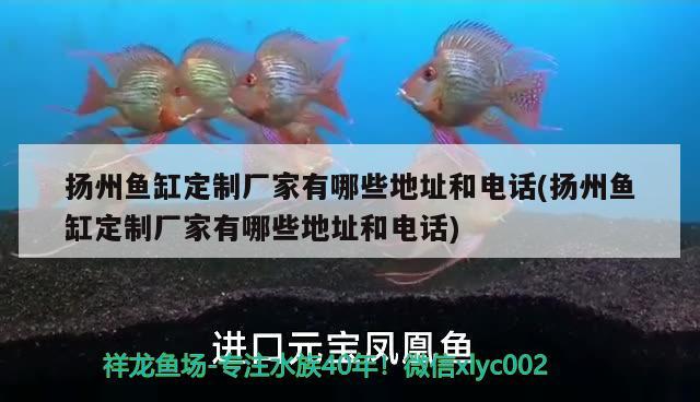 扬州鱼缸定制厂家有哪些地址和电话(扬州鱼缸定制厂家有哪些地址和电话) 元宝凤凰鱼