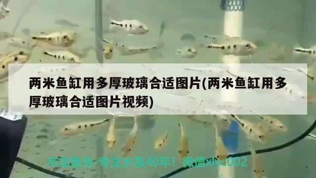 两米鱼缸用多厚玻璃合适图片(两米鱼缸用多厚玻璃合适图片视频) 名贵锦鲤鱼