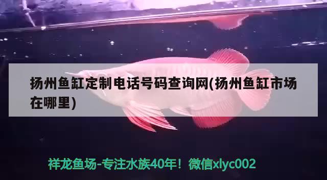 扬州鱼缸定制电话号码查询网(扬州鱼缸市场在哪里)
