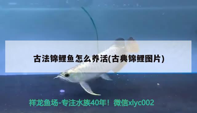 古法锦鲤鱼怎么养活(古典锦鲤图片) 观赏鱼