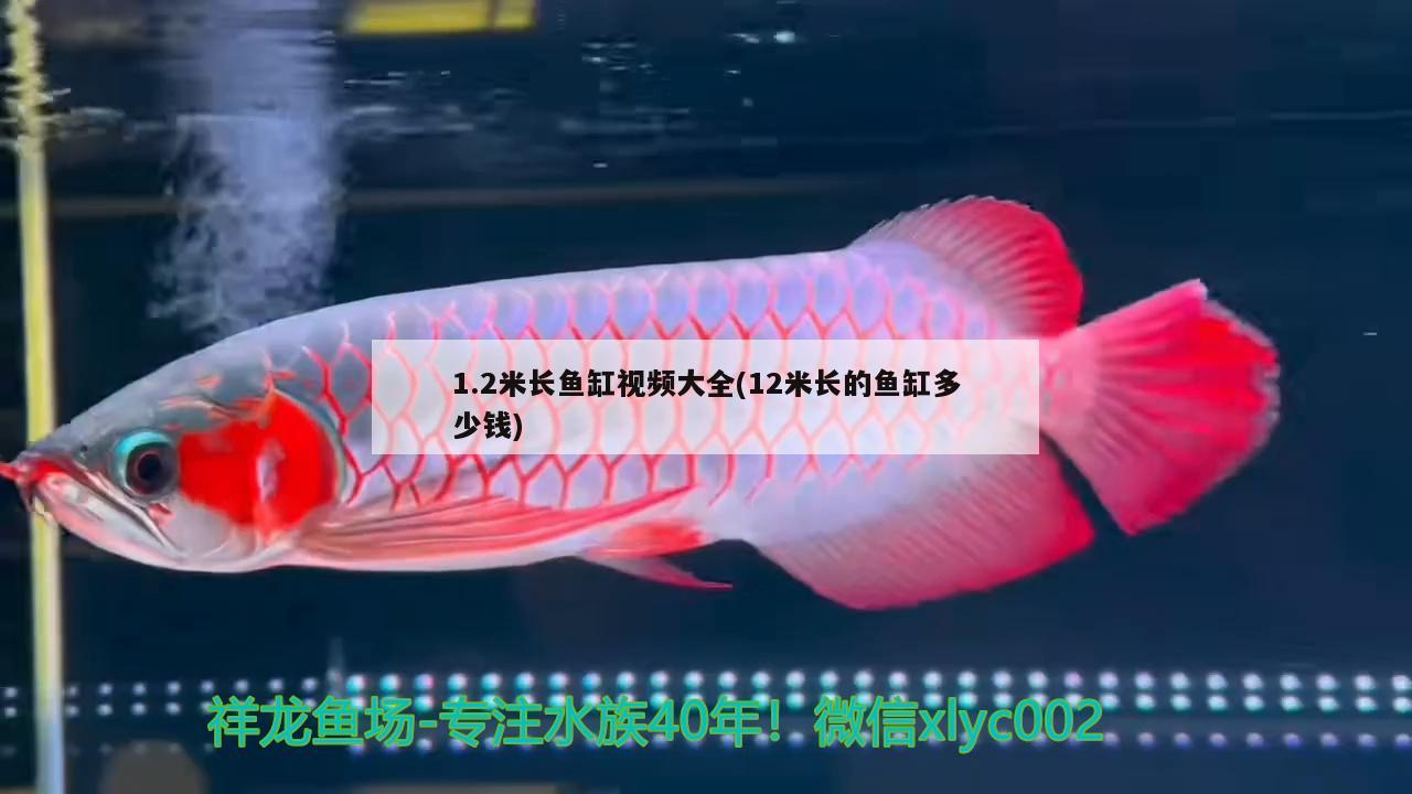 1.2米长鱼缸视频大全(12米长的鱼缸多少钱)