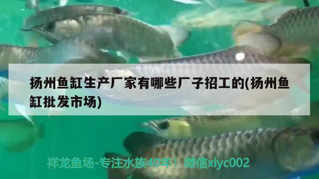 扬州鱼缸生产厂家有哪些厂子招工的(扬州鱼缸批发市场)