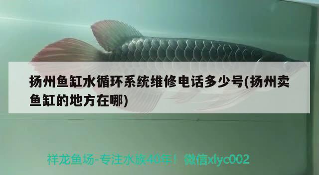 扬州鱼缸水循环系统维修电话多少号(扬州卖鱼缸的地方在哪)