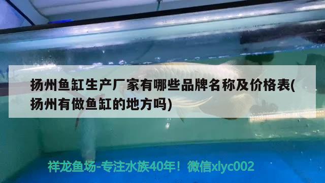 扬州鱼缸生产厂家有哪些品牌名称及价格表(扬州有做鱼缸的地方吗) 黄吉金龙（白子金龙鱼）