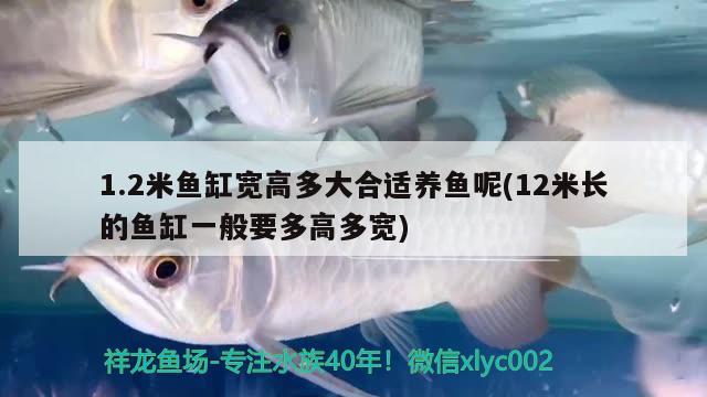 1.2米鱼缸宽高多大合适养鱼呢(12米长的鱼缸一般要多高多宽) 鱼粮鱼药