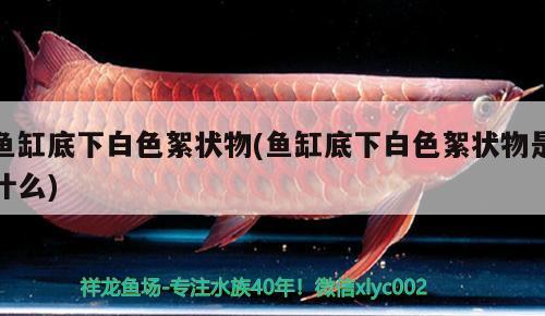 鱼缸底下白色絮状物(鱼缸底下白色絮状物是什么) 大湖红龙鱼