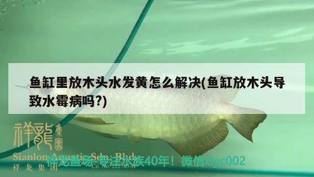 鱼缸里放木头水发黄怎么解决(鱼缸放木头导致水霉病吗?) 广州观赏鱼批发市场