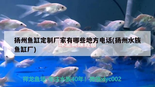 扬州鱼缸定制厂家有哪些地方电话(扬州水族鱼缸厂)