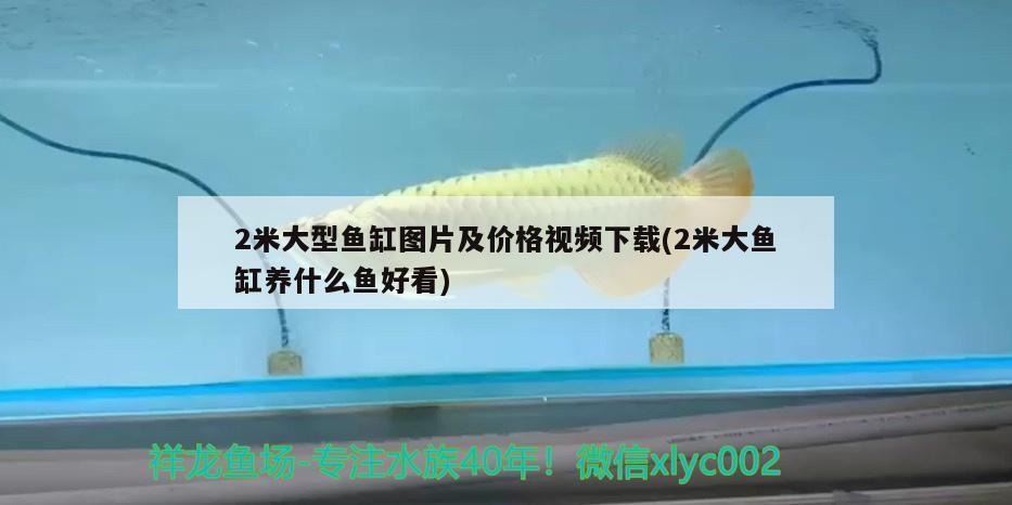 2米大型鱼缸图片及价格视频下载(2米大鱼缸养什么鱼好看) 白子黑帝王魟鱼