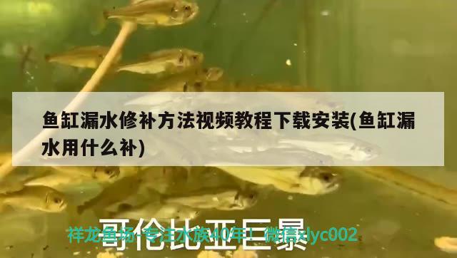 鱼缸漏水修补方法视频教程下载安装(鱼缸漏水用什么补) 梦幻雷龙鱼