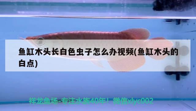 鱼缸木头长白色虫子怎么办视频(鱼缸木头的白点) 祥龙蓝珀金龙鱼