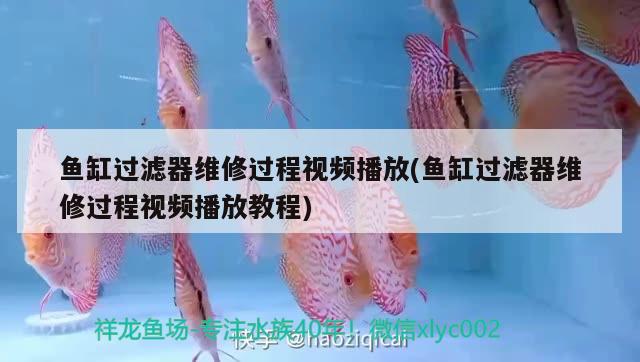 鱼缸过滤器维修过程视频播放(鱼缸过滤器维修过程视频播放教程) 帝王迷宫鱼