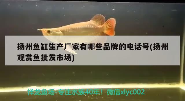 扬州鱼缸生产厂家有哪些品牌的电话号(扬州观赏鱼批发市场) 观赏鱼批发