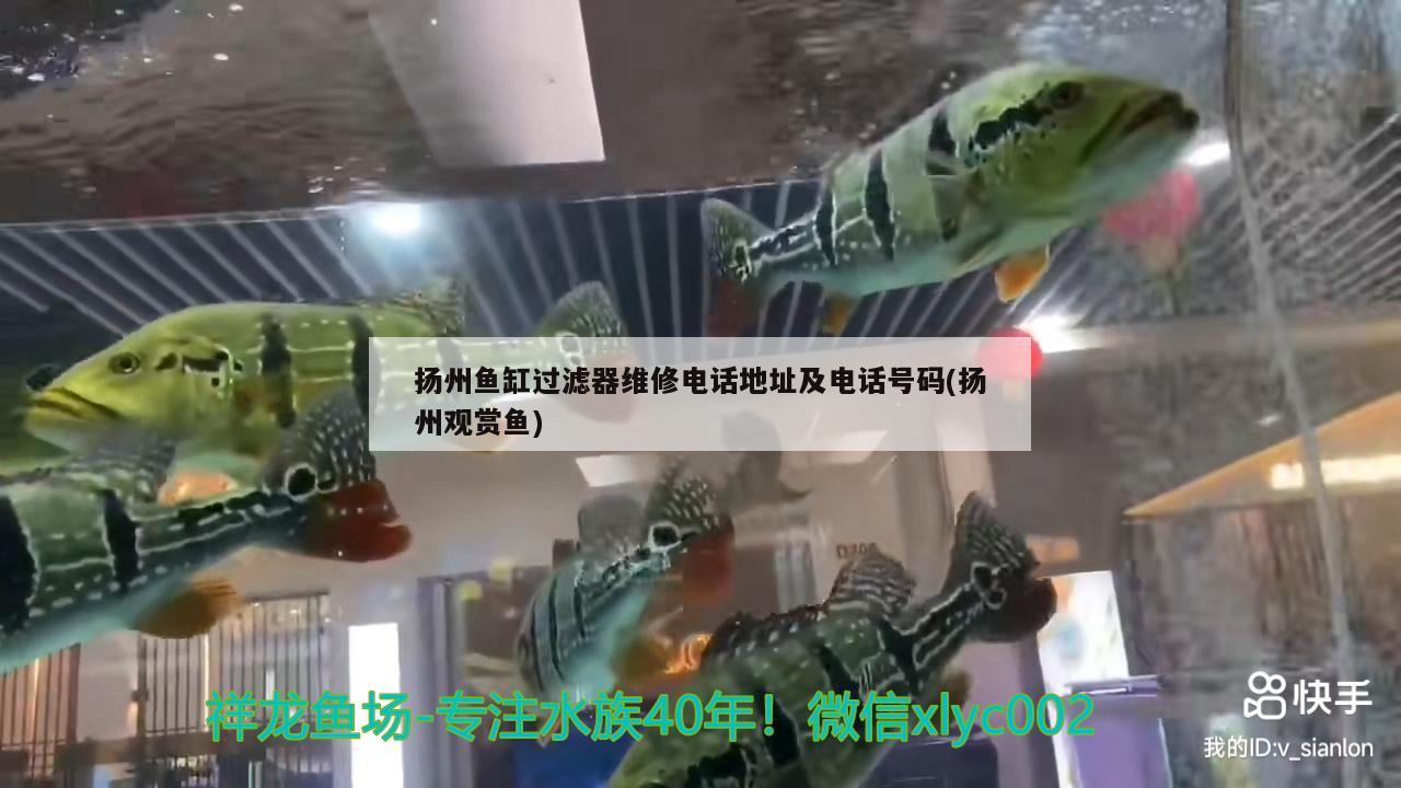 扬州鱼缸过滤器维修电话地址及电话号码(扬州观赏鱼)