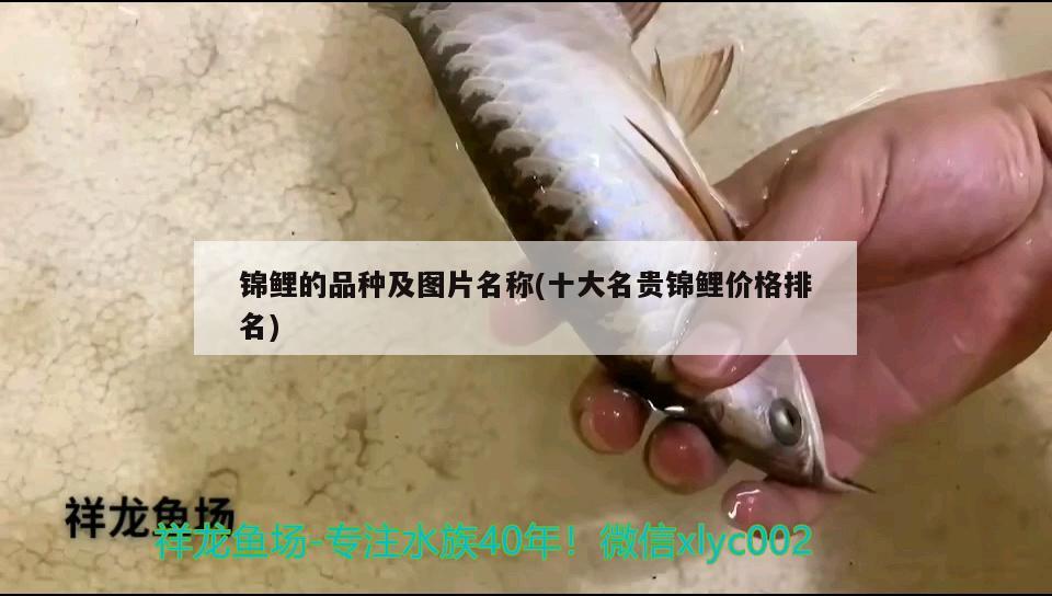 锦鲤的品种及图片名称(十大名贵锦鲤价格排名) 观赏鱼