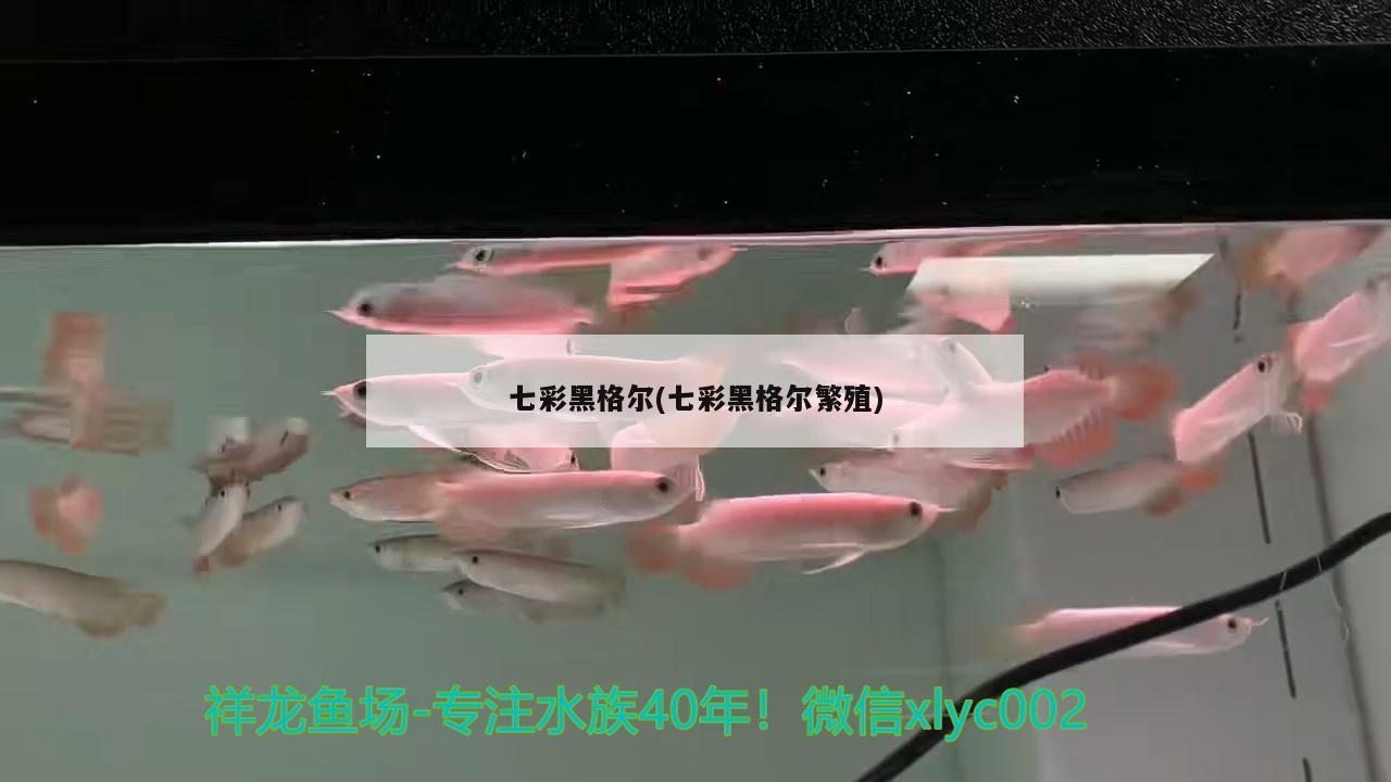 七彩黑格尔(七彩黑格尔繁殖) 观赏鱼