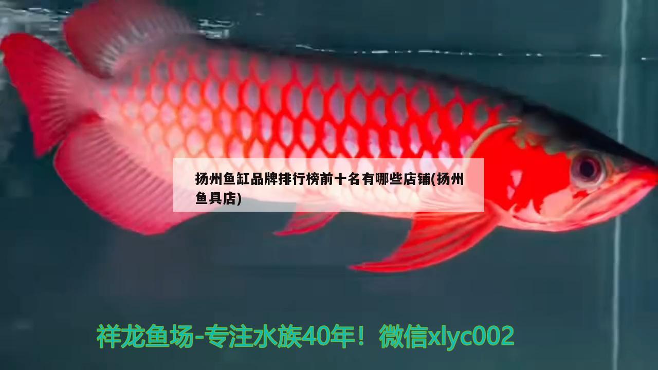 扬州鱼缸品牌排行榜前十名有哪些店铺(扬州鱼具店)