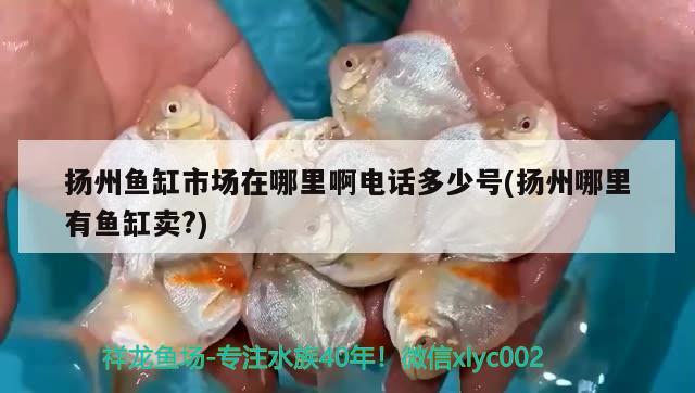 扬州鱼缸市场在哪里啊电话多少号(扬州哪里有鱼缸卖?)