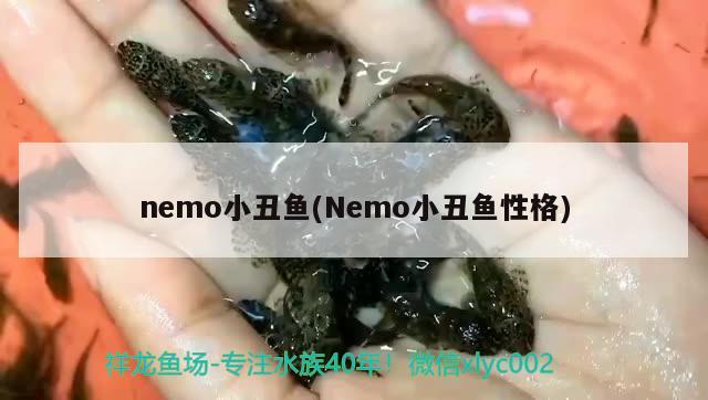 nemo小丑鱼(Nemo小丑鱼性格)