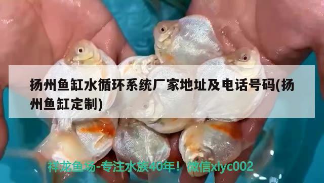 扬州鱼缸水循环系统厂家地址及电话号码(扬州鱼缸定制)