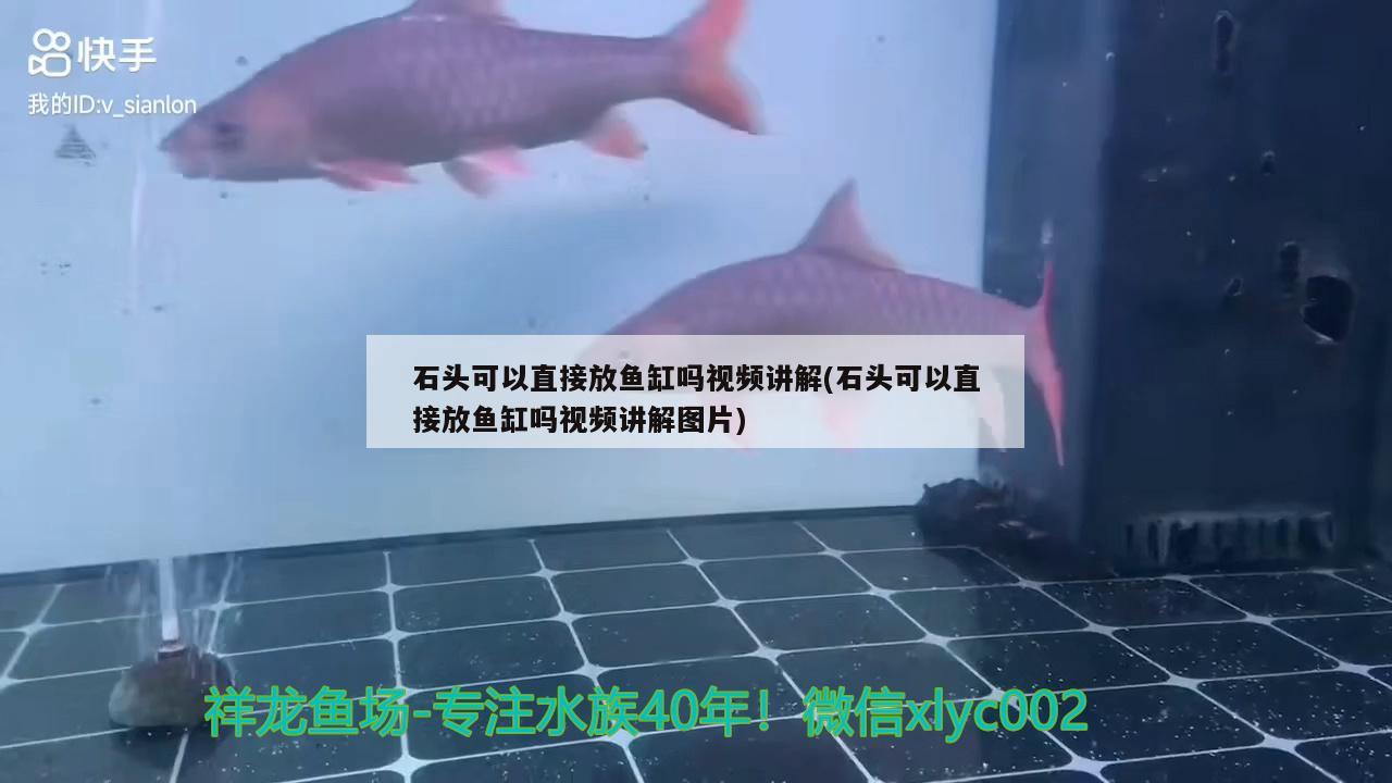 石头可以直接放鱼缸吗视频讲解(石头可以直接放鱼缸吗视频讲解图片)