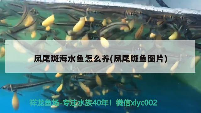 凤尾斑海水鱼怎么养(凤尾斑鱼图片) 海水鱼