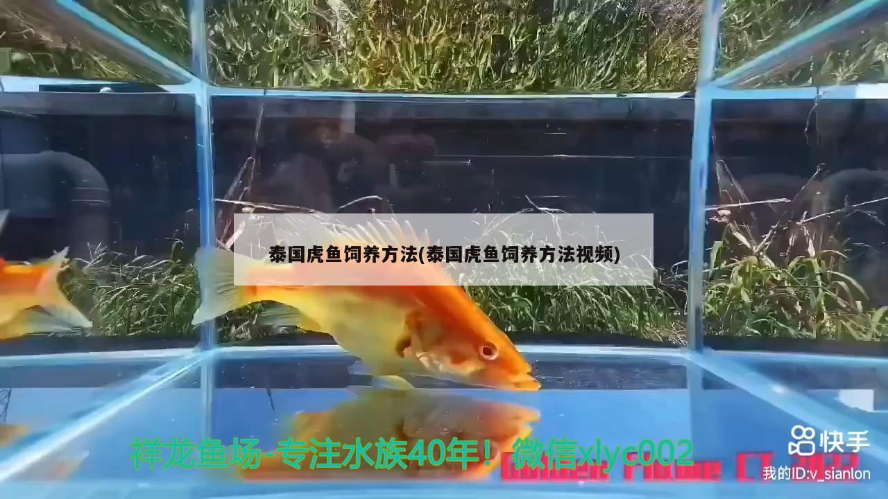 泰国虎鱼饲养方法(泰国虎鱼饲养方法视频)