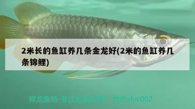 2米长的鱼缸养几条金龙好(2米的鱼缸养几条锦鲤) 新加坡号半红龙鱼（练手级红龙鱼）