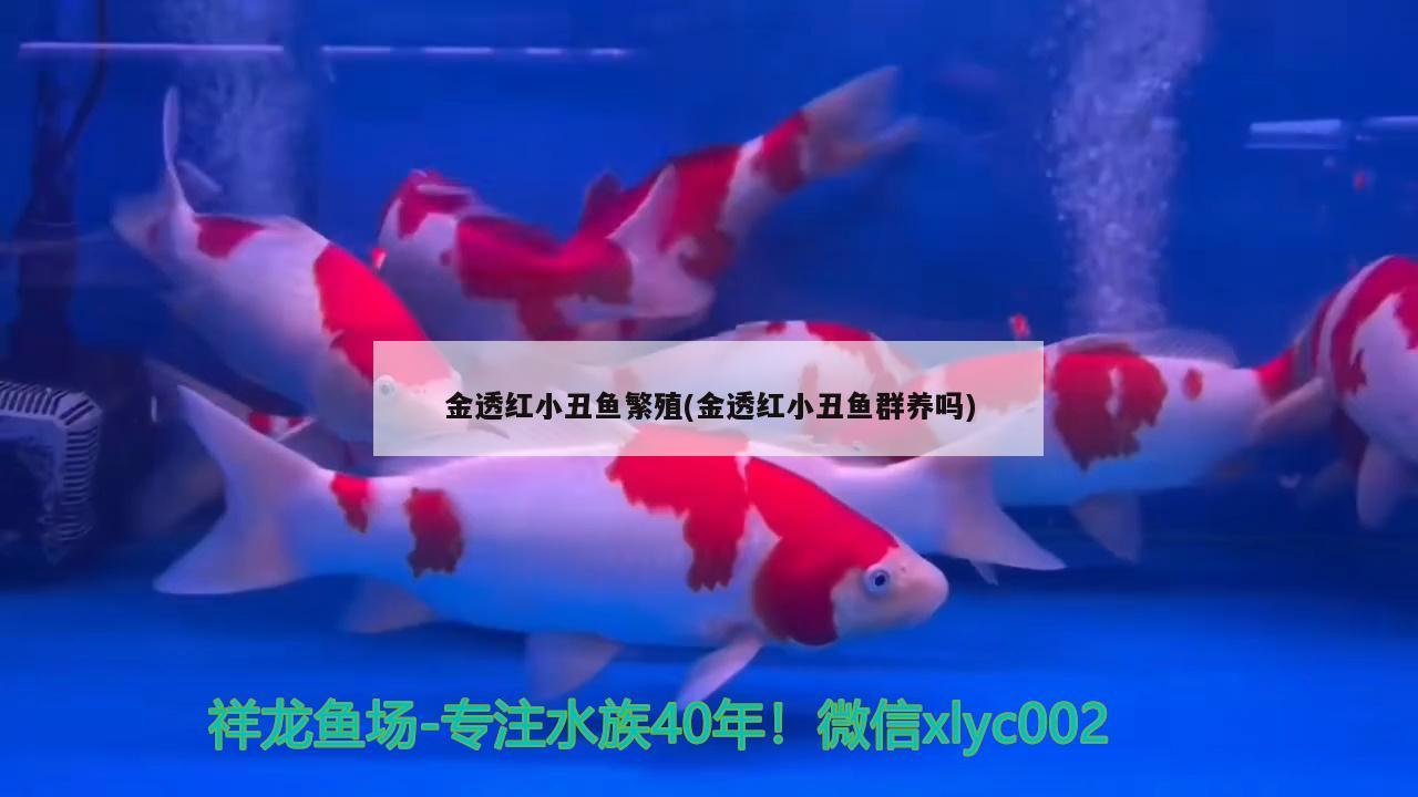 金透红小丑鱼繁殖(金透红小丑鱼群养吗)