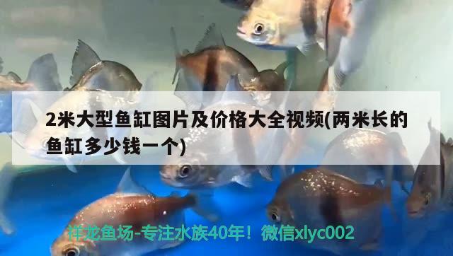 2米大型鱼缸图片及价格大全视频(两米长的鱼缸多少钱一个)