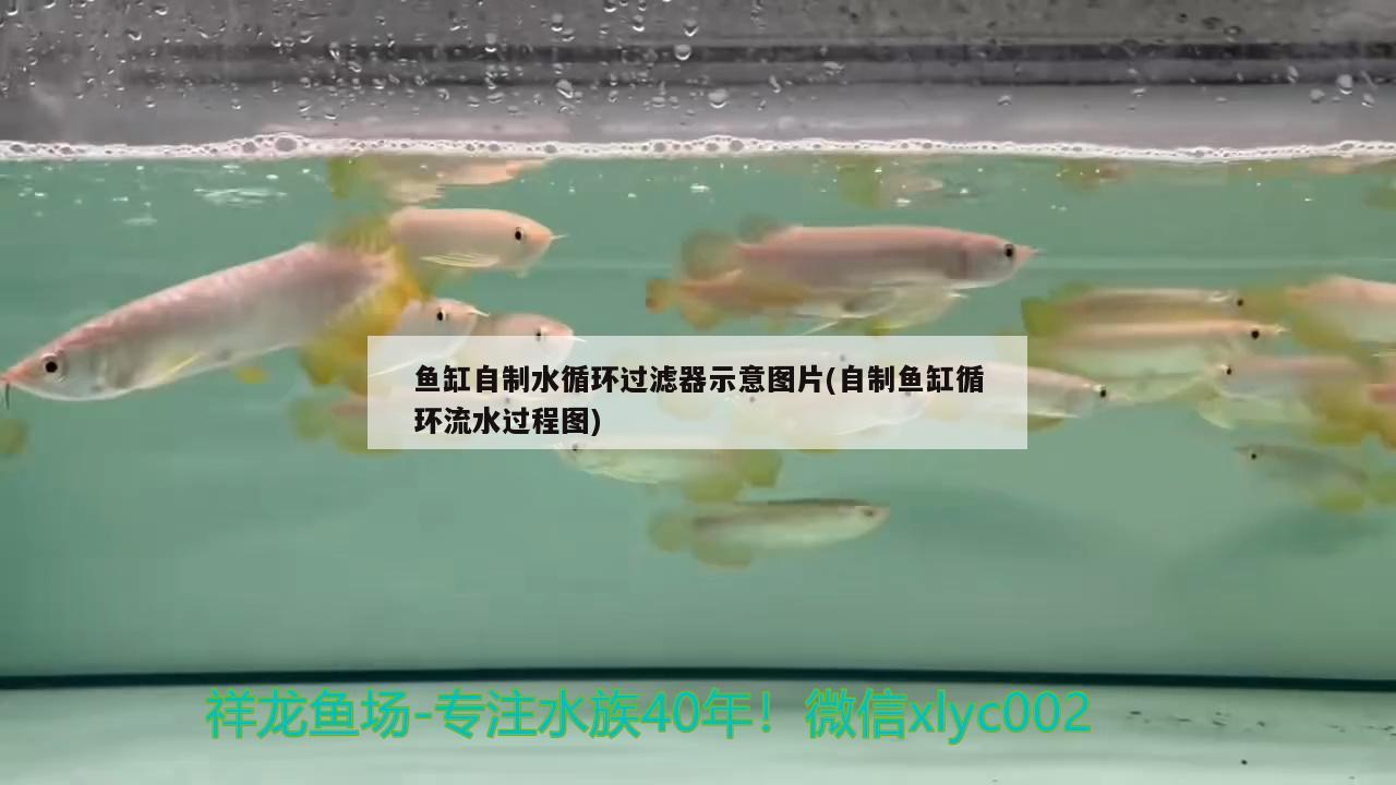 鱼缸自制水循环过滤器示意图片(自制鱼缸循环流水过程图)