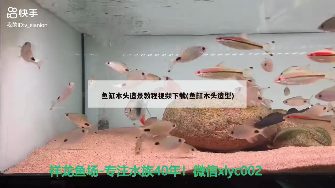 鱼缸木头造景教程视频下载(鱼缸木头造型)