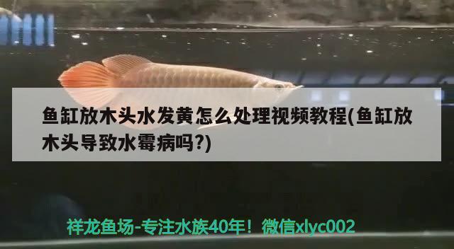 鱼缸放木头水发黄怎么处理视频教程(鱼缸放木头导致水霉病吗?)