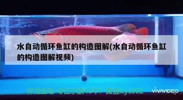 水自动循环鱼缸的构造图解(水自动循环鱼缸的构造图解视频) 黄金斑马鱼