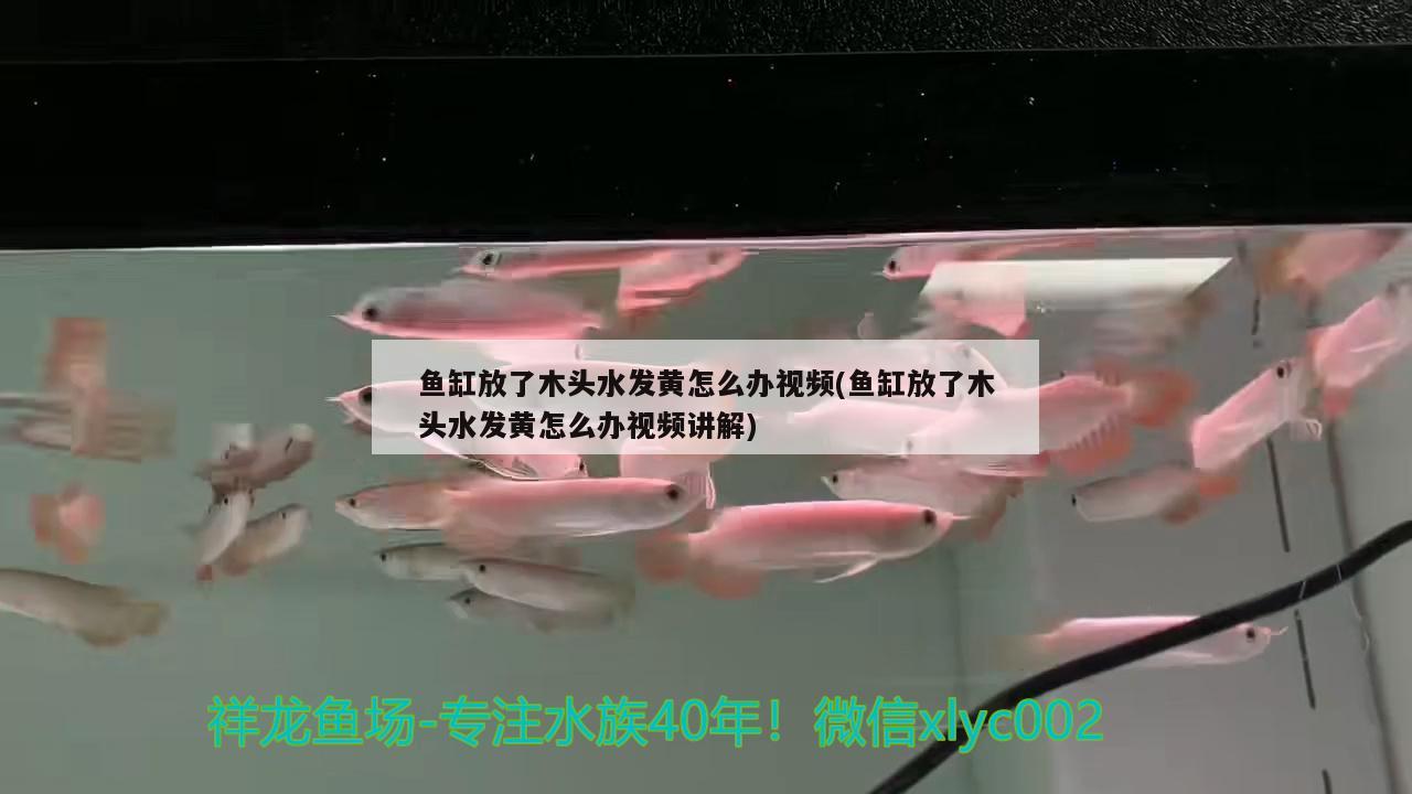 鱼缸放了木头水发黄怎么办视频(鱼缸放了木头水发黄怎么办视频讲解) 观赏鱼百科