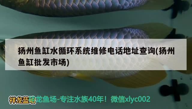 扬州鱼缸水循环系统维修电话地址查询(扬州鱼缸批发市场)