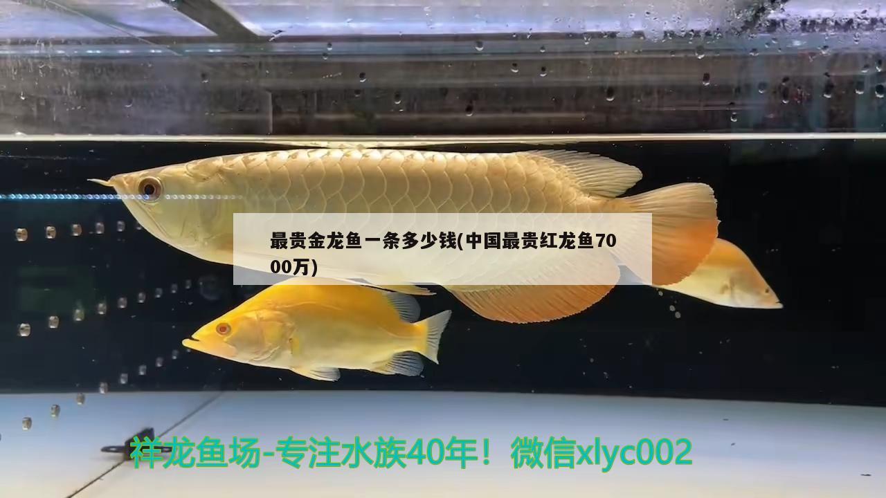 最贵金龙鱼一条多少钱(中国最贵红龙鱼7000万) 观赏鱼