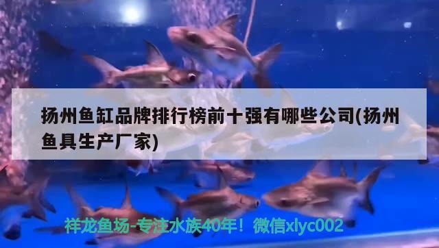 扬州鱼缸品牌排行榜前十强有哪些公司(扬州鱼具生产厂家)