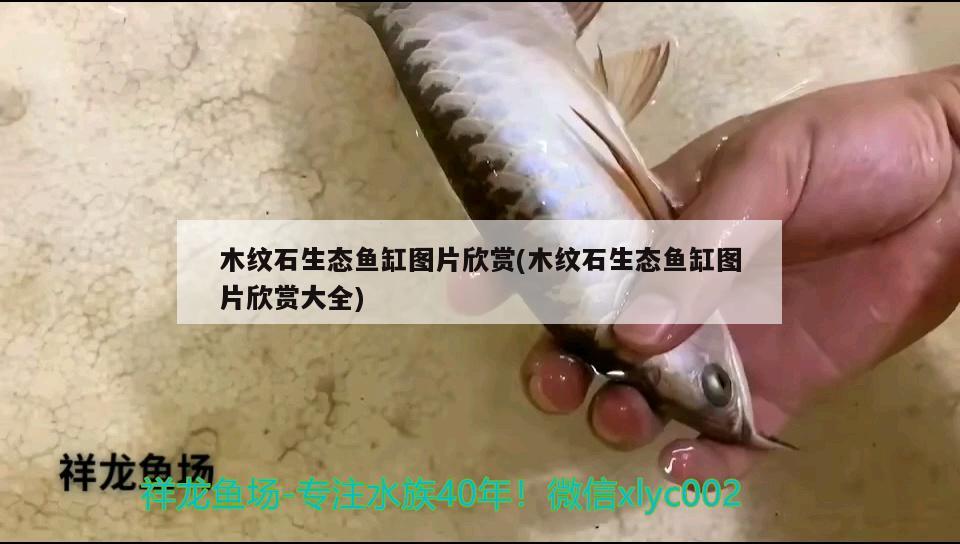 木纹石生态鱼缸图片欣赏(木纹石生态鱼缸图片欣赏大全) 委内瑞拉奥里诺三间鱼苗